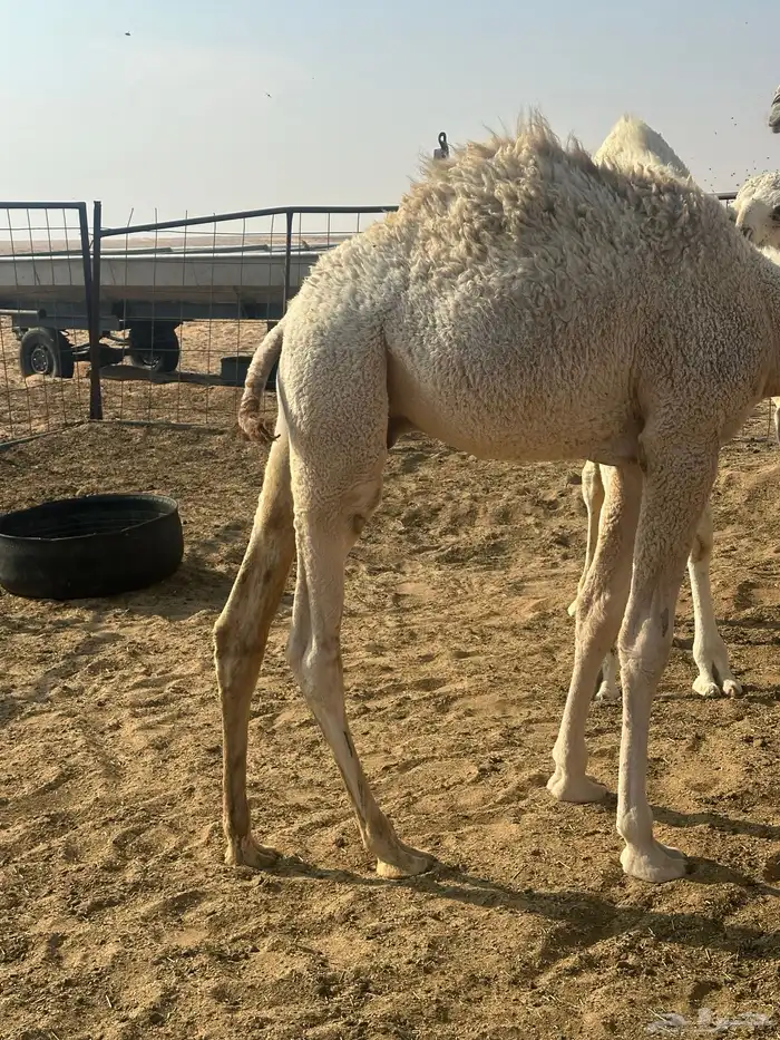 بهم طيب ومعزا و حاشي 5