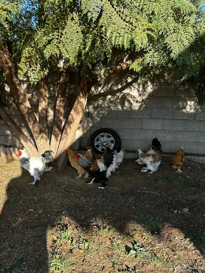 دجاج براهما 0