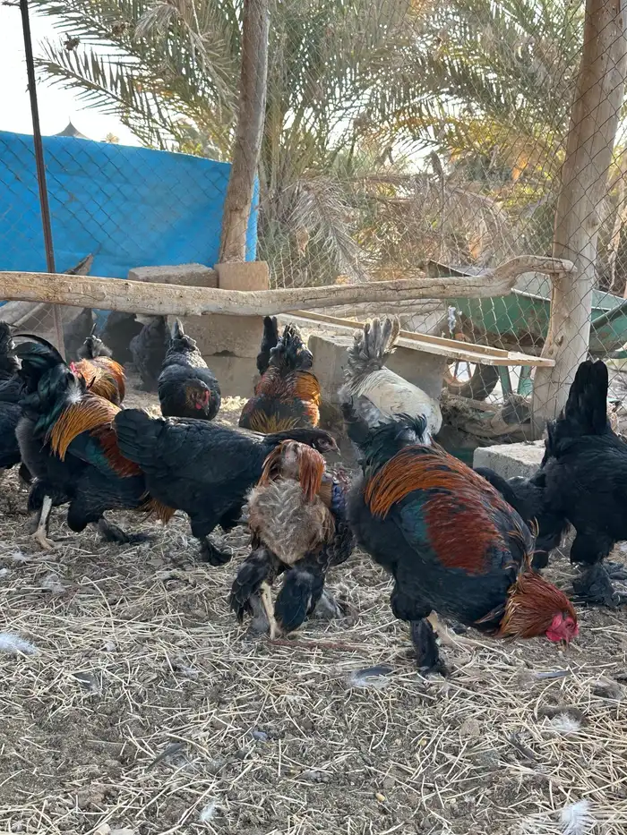 للبيع دجاج براهما 0