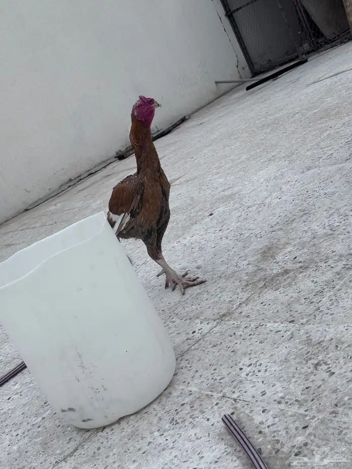 ديك باكستاني فاخر 1