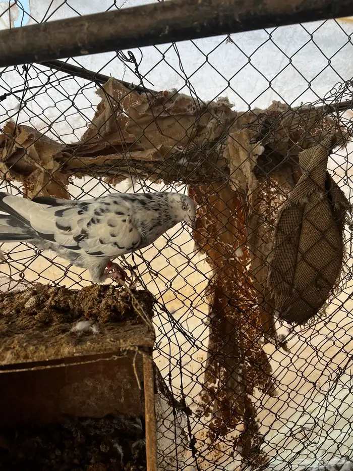 قلابي اخرش 2