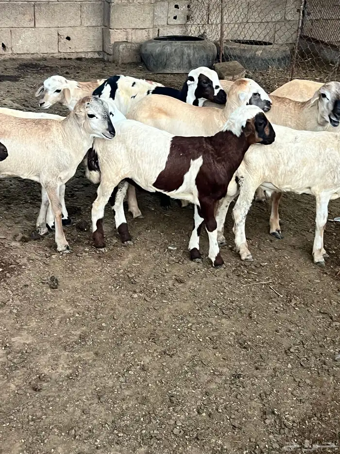 كباشة تربية للبيع 1