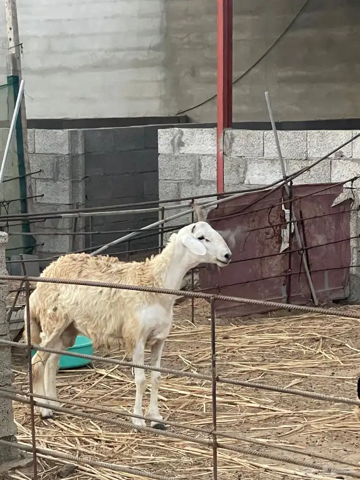 مشروع فحل حري جذع 0