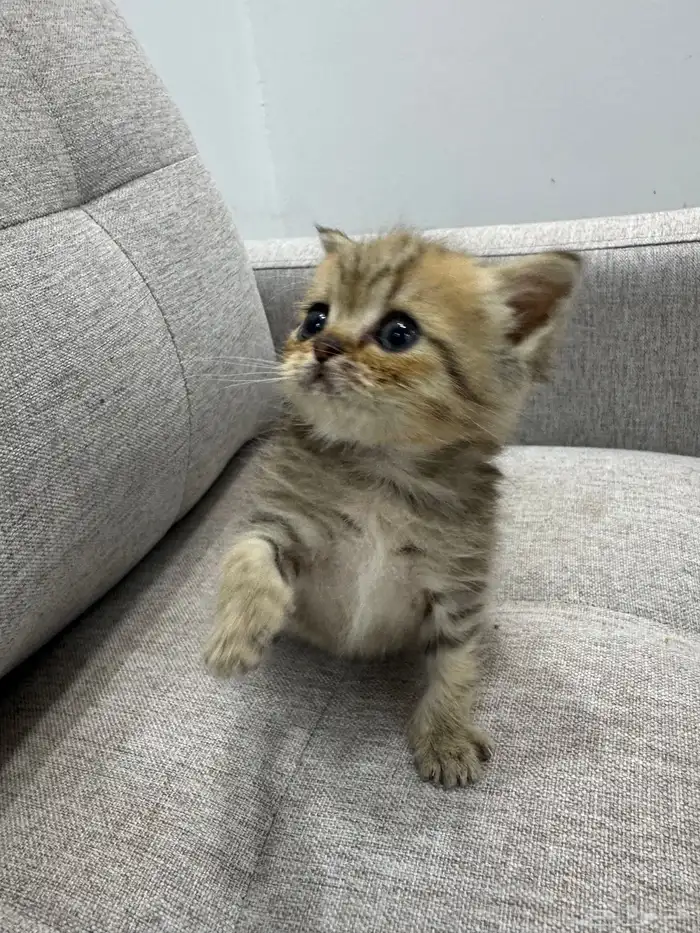 قط صغير ( كيتن ) للبيع 7