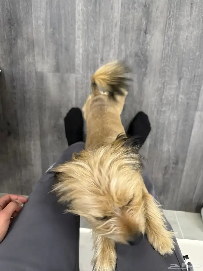 كلب مالتيز فرنسي عمره سنه ونص 0