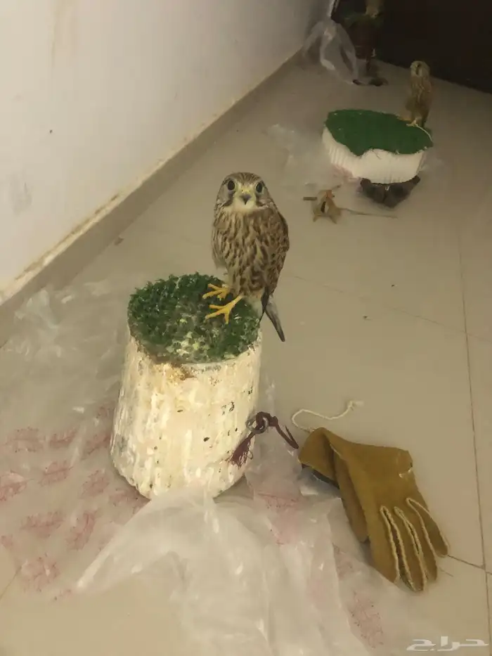 باشق شبوط للبيع 0