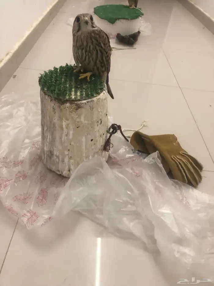 باشق شبوط للبيع 1