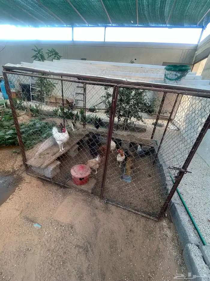 دجاج مع العشه 0