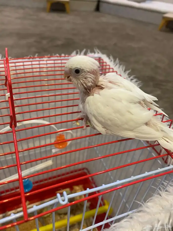 فرخ بادجي البينو ب 70 او 90 شامل ملحقات 1