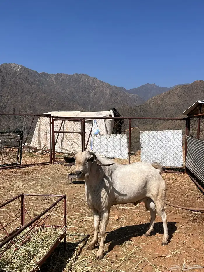 تيس بيشي فحل 3