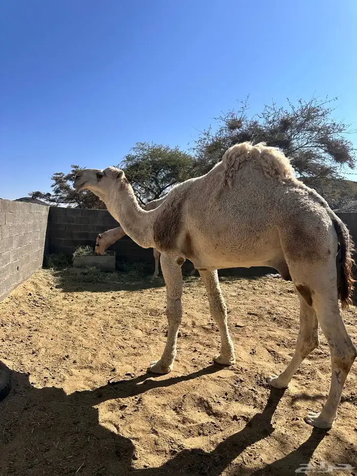 بعير فحل فاخر عفر 5