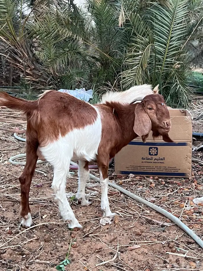 3 تيوس ذبح طيبات 7