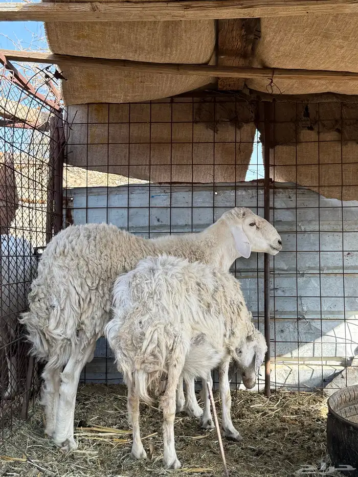 طلي حري ثني فحل 3