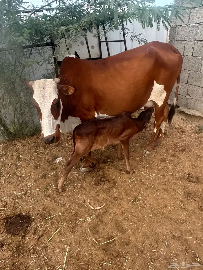 للبيع بقره معها حسيل 0