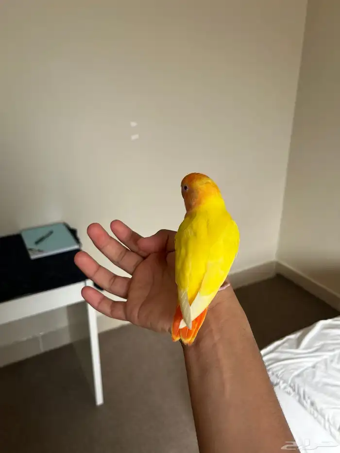 فروخ روز اليفه وهدد 1