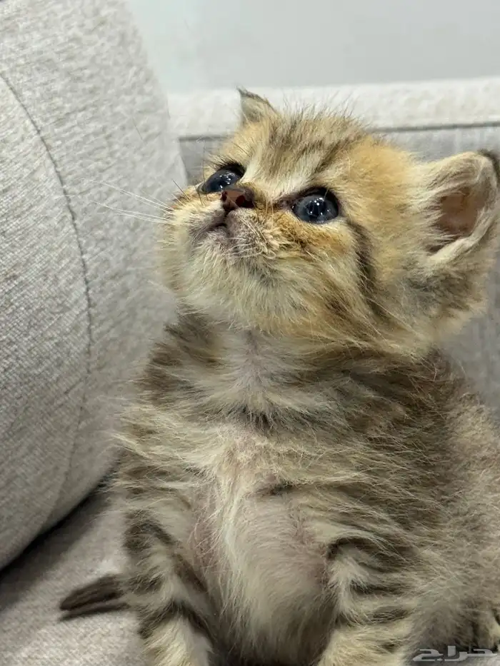 قط صغير ( كيتن ) هملايا و بيرشن بيكي فيس 0