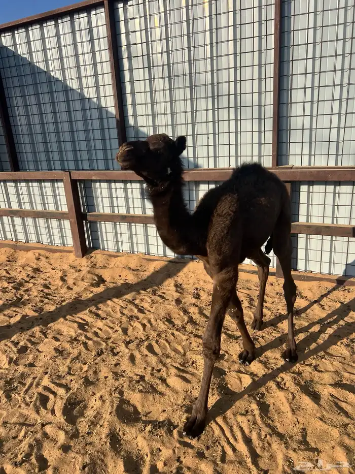 قعود ضيار عمره فوق شهر 1