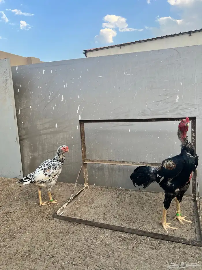 شامو ياباني 5