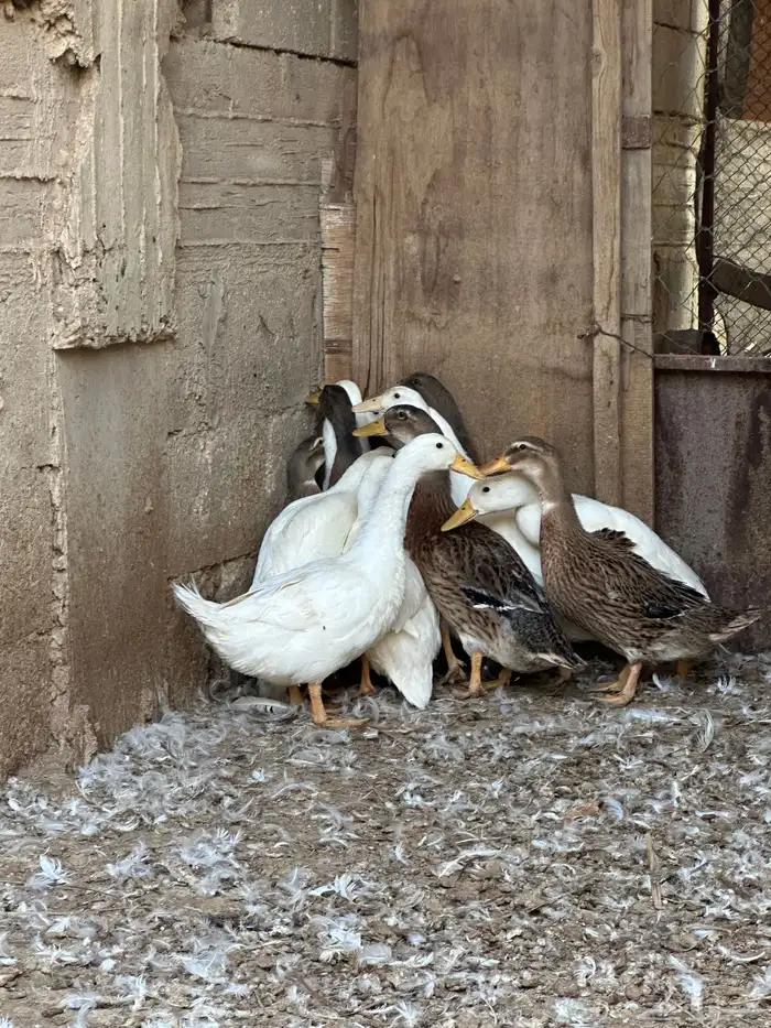 بط بكيني وشرشيري 9