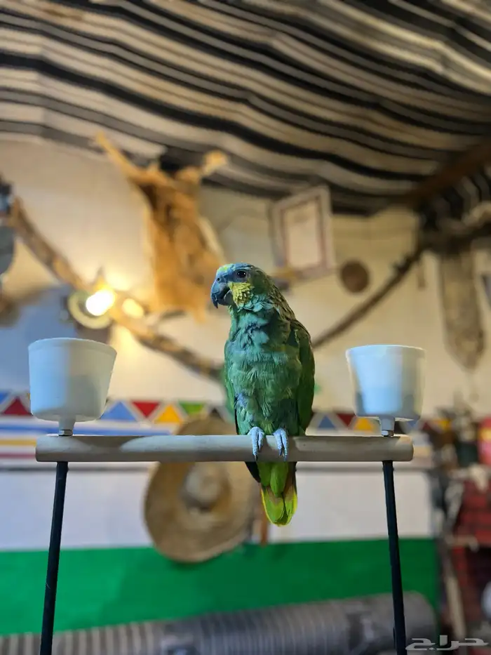 ببغاء الامازوني 9