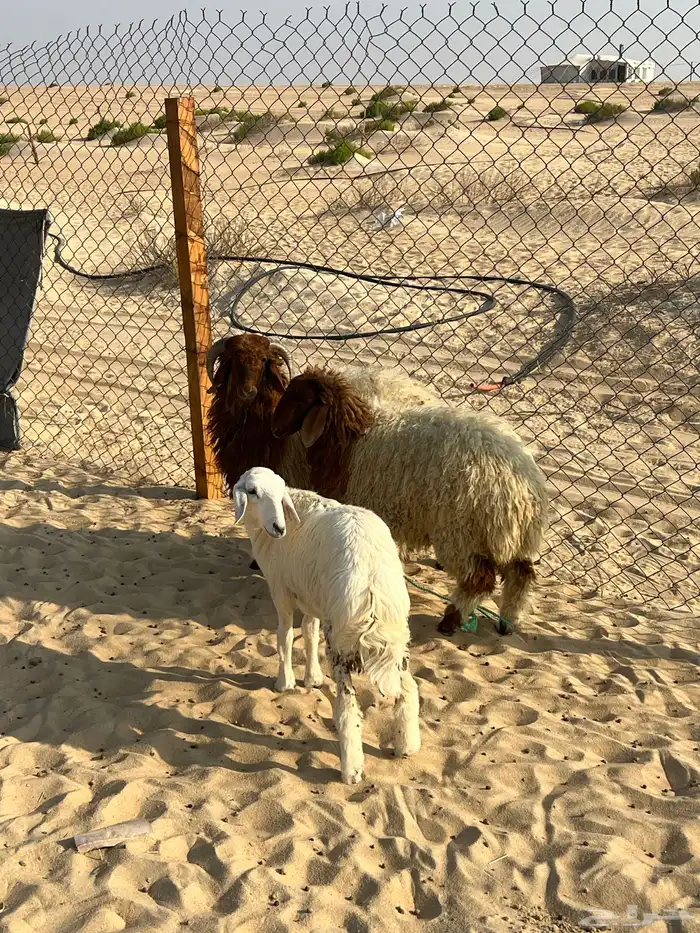 طليان حري و نعيم 4