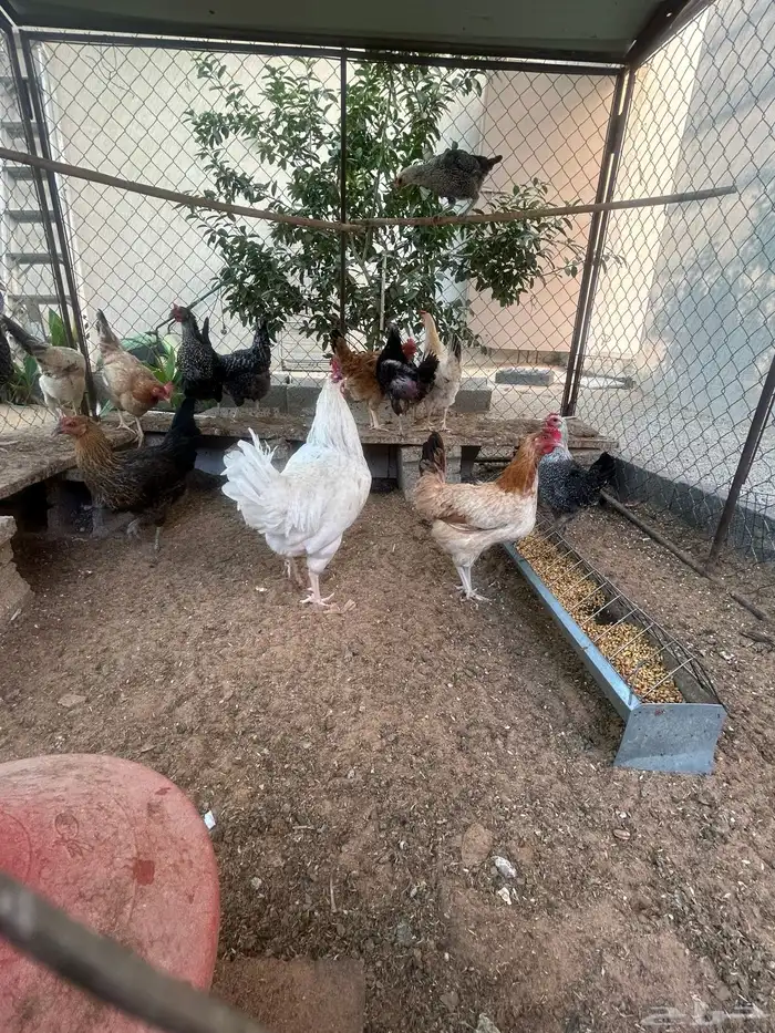 دجاج مع العشه 1