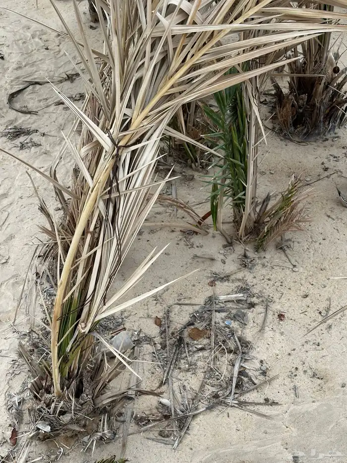 فسائل نخل للبيع 2