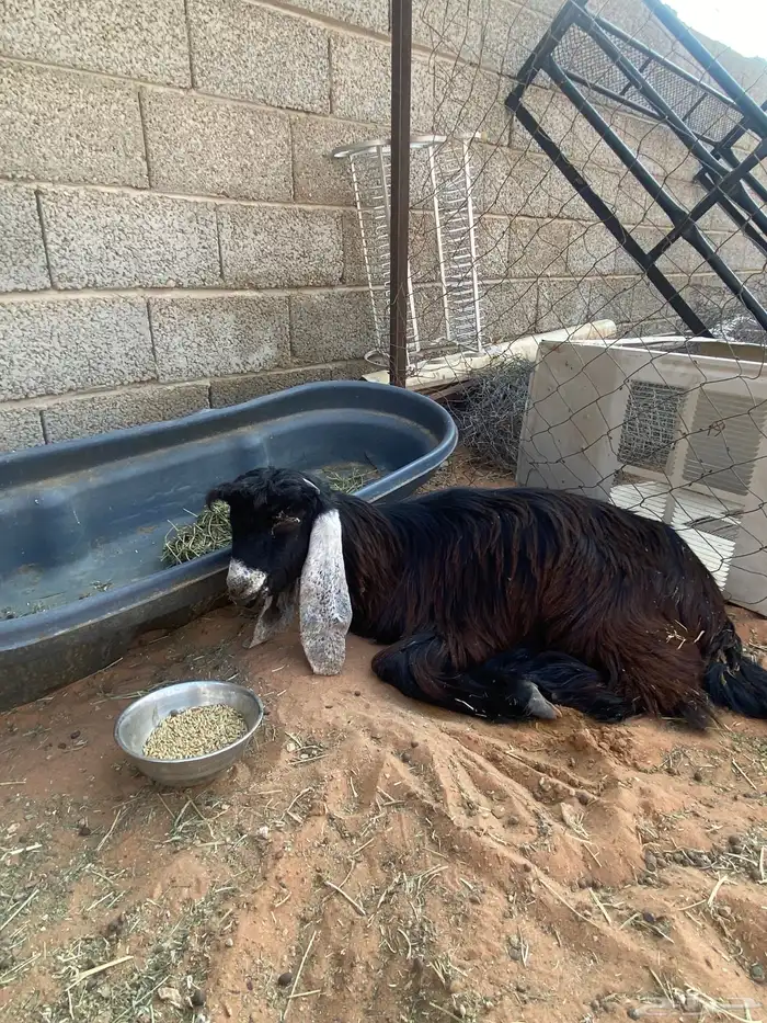 جفره تعبانه 0