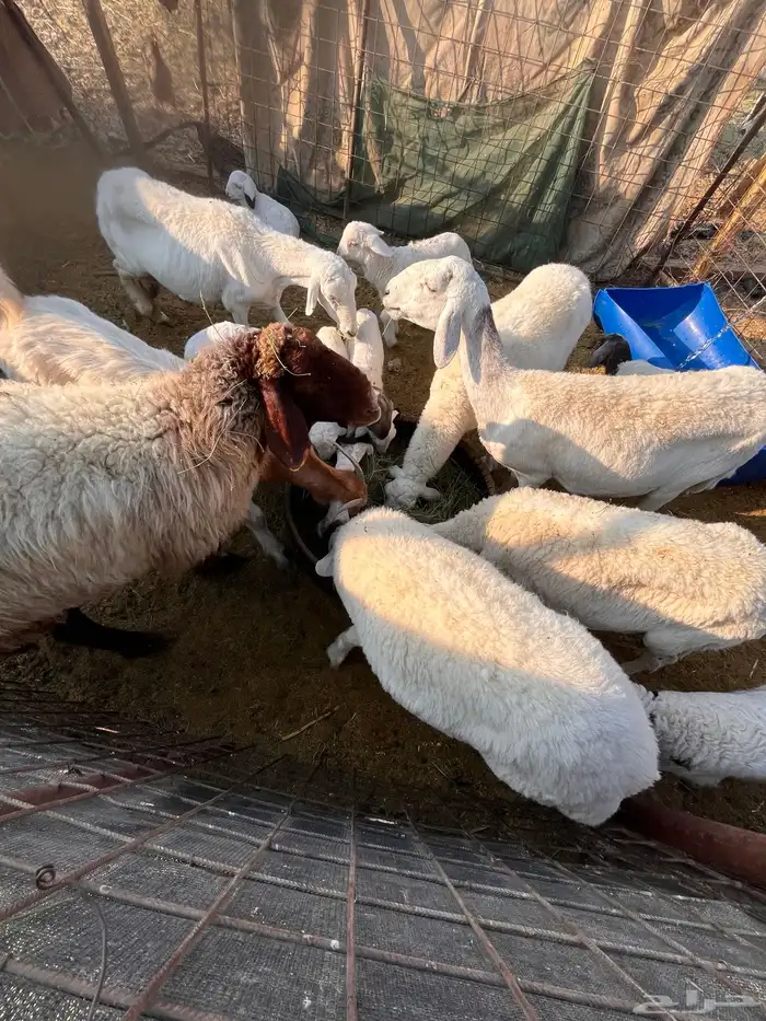 مراح للبيع 0