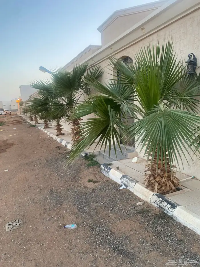 نخل للبيع 0