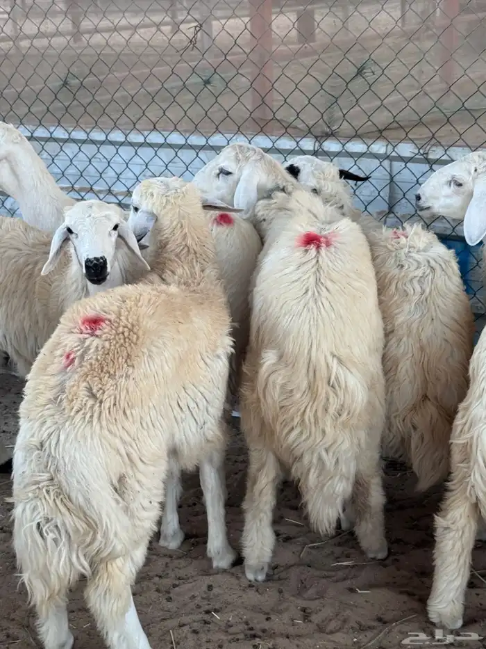 نعيمي او حري تمارا مع الذبح والتوصيل 3