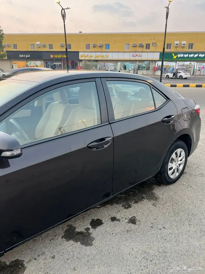 كوريلا لون بني ( موكا ) 2017 17