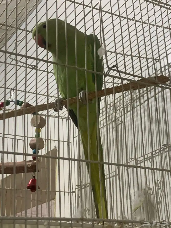 مع القفص ببغاء الدرة ذكر العمر ما يقارب خمسة شهور إلى ستة 1