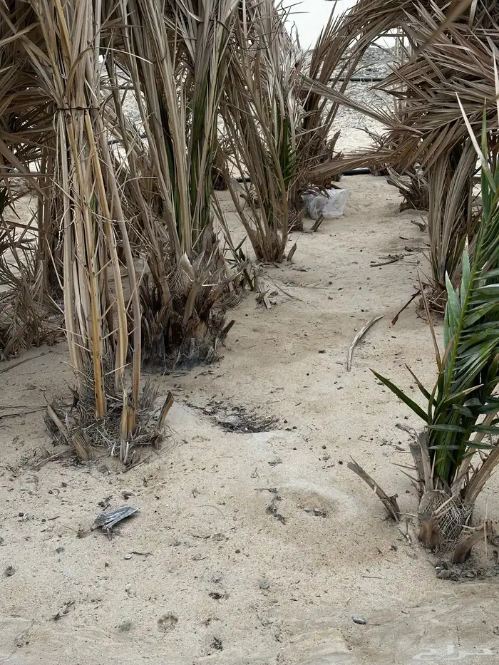 فسائل نخل للبيع 1