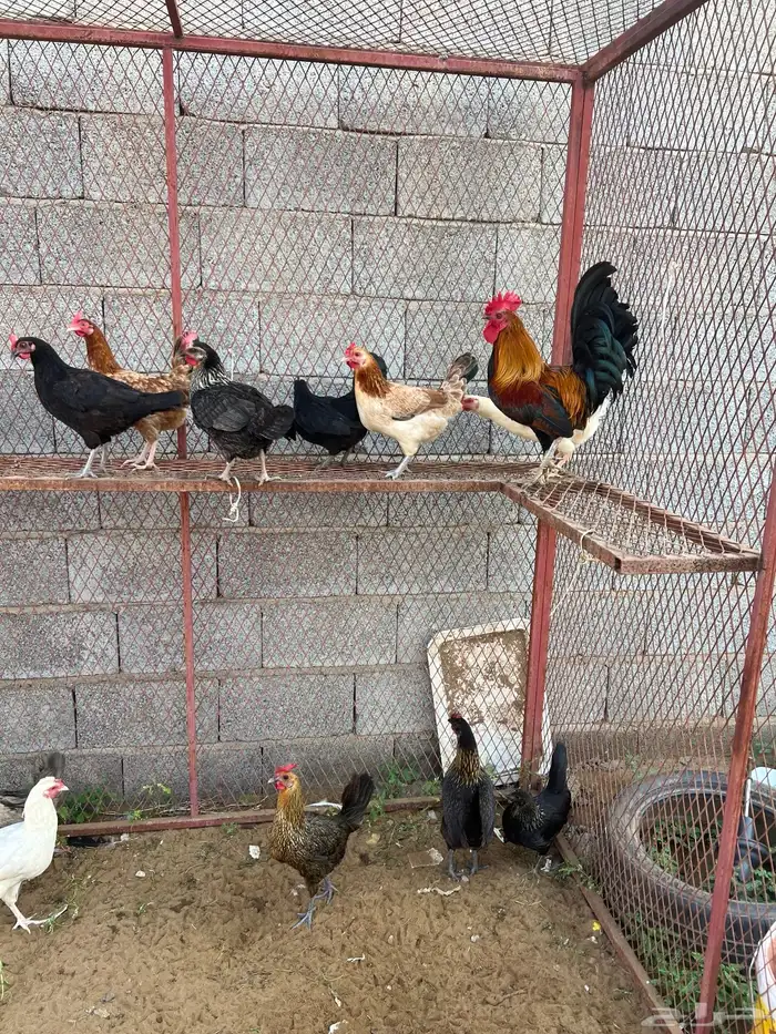 دجاج بلدي للبيع 7