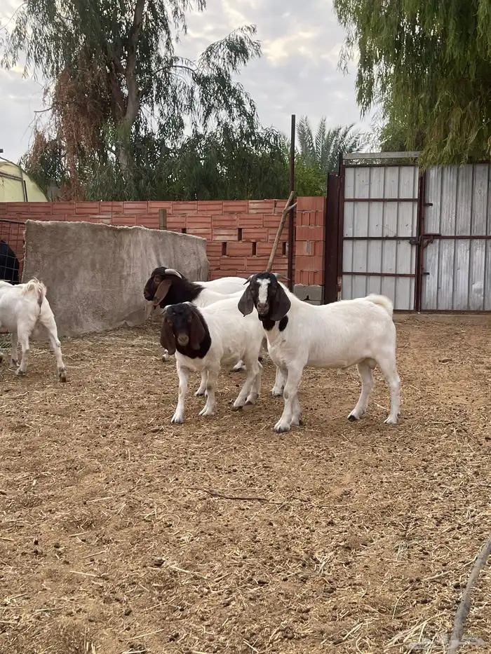 تيوس بورقوت اصل 1