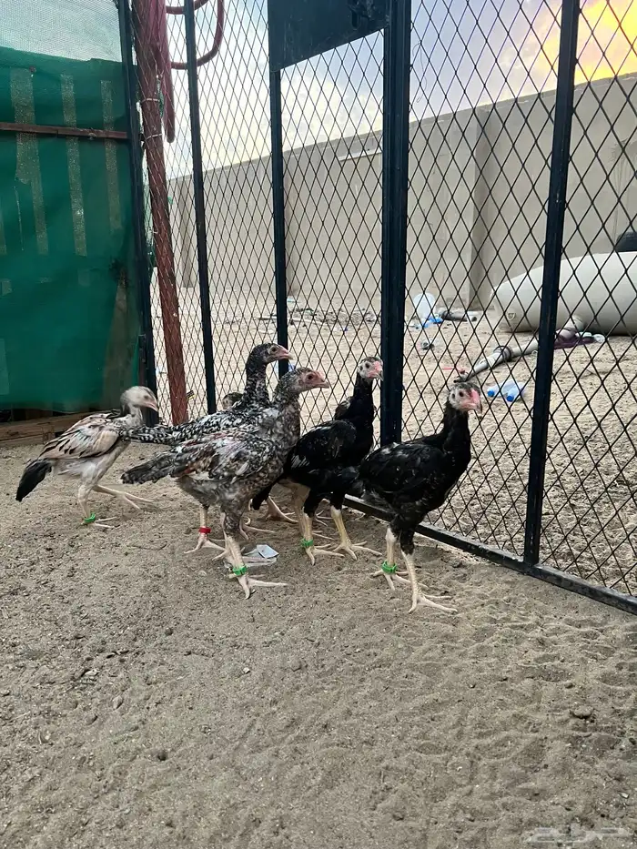 شامو ياباني 1