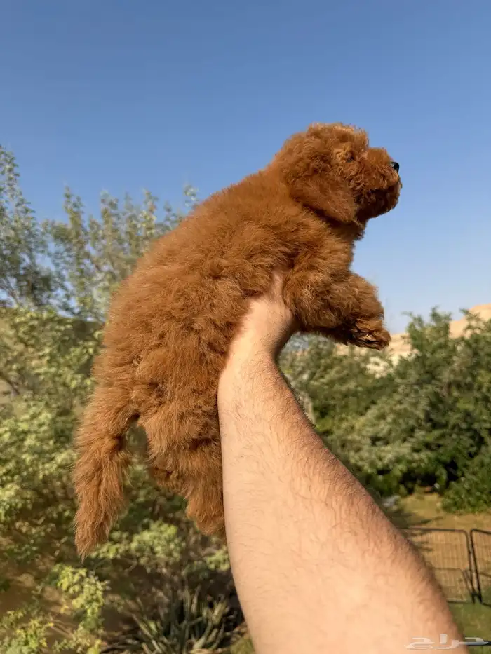 جراوي توي بودل 4