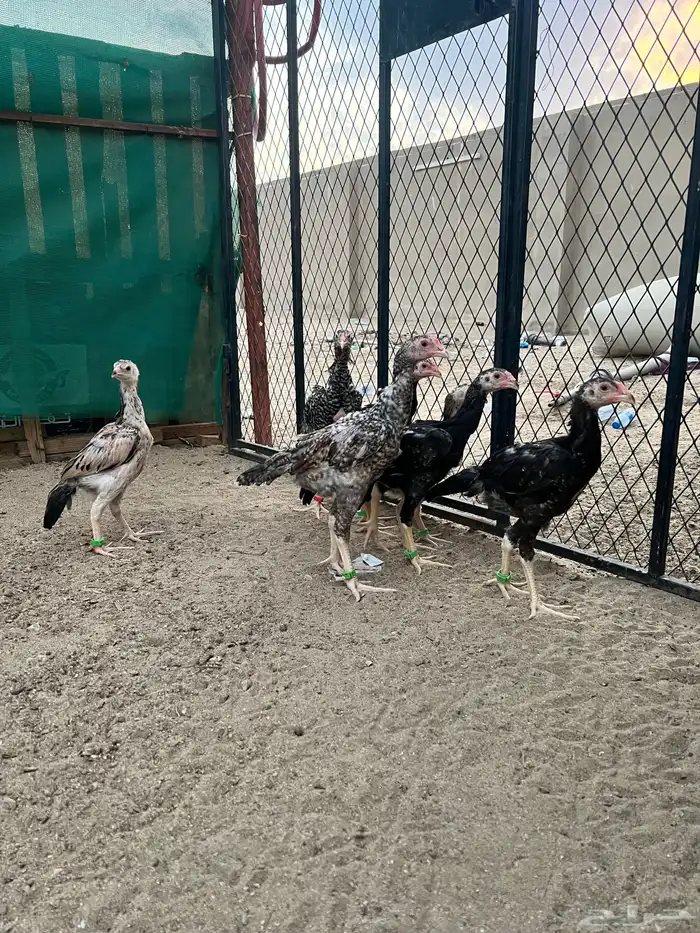 شامو ياباني 0