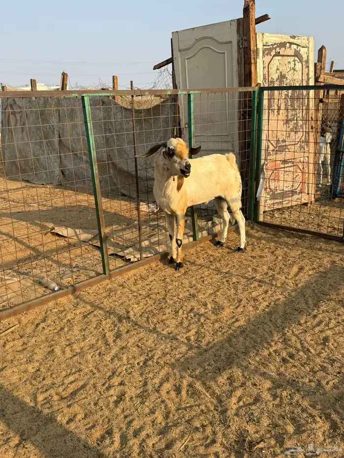 تيس بيشي فحل 1