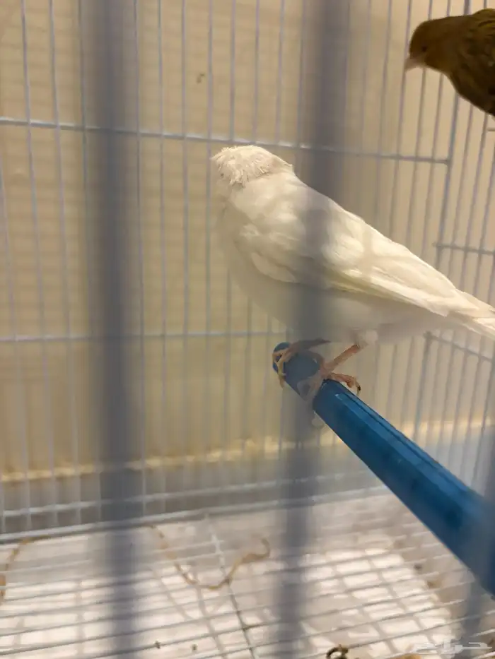 أنثى كناري 4