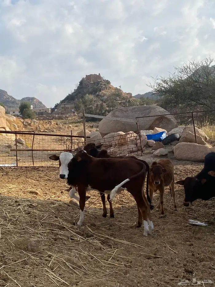 حسيل بلدي عمره ثمان شهور. الطائف 1