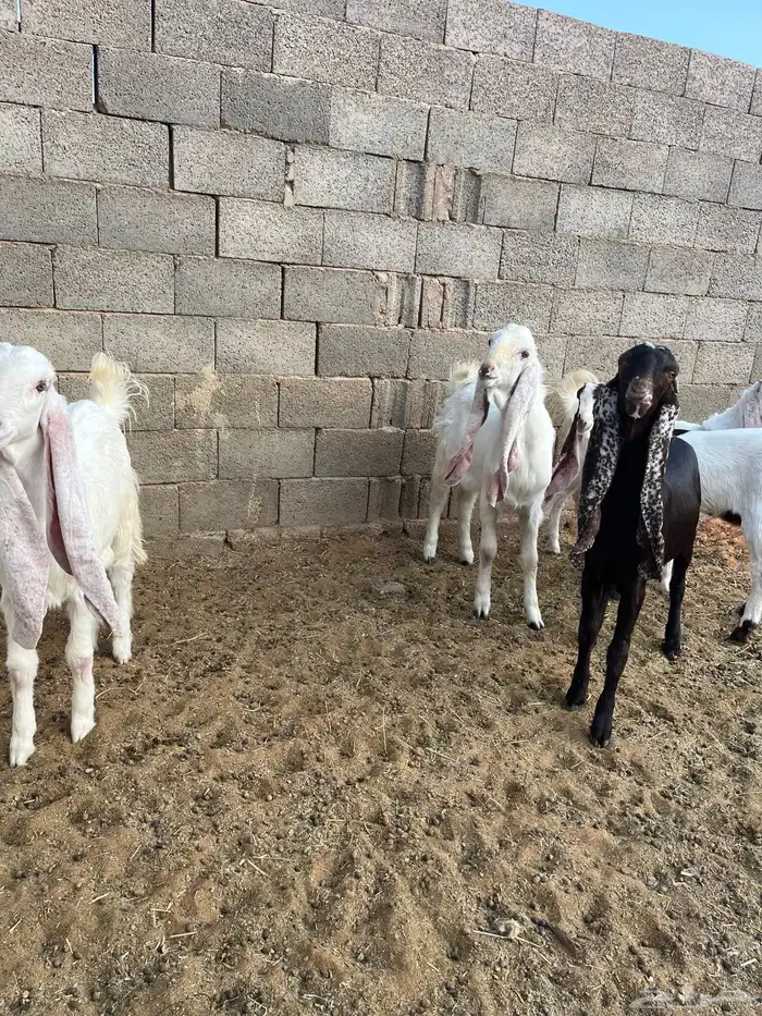 للبيع جفرات 4