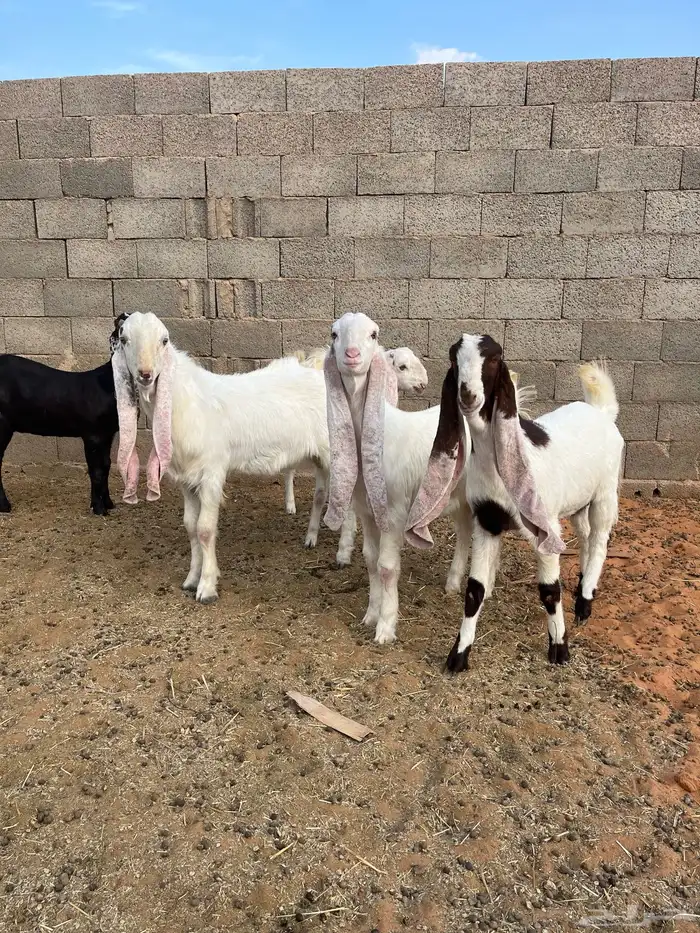 للبيع جفرات 2