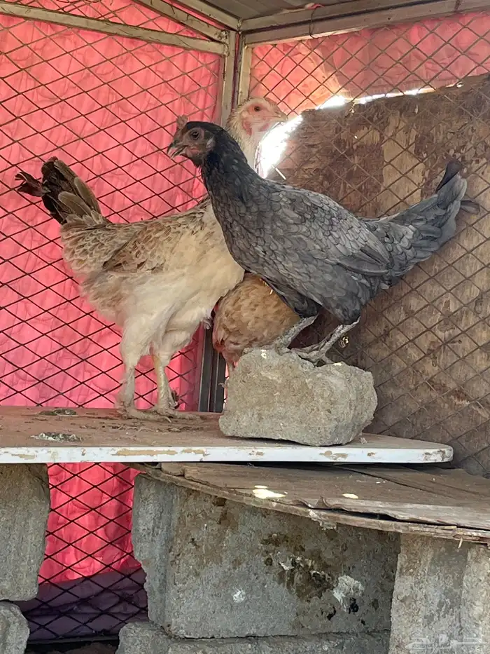 دجاج كفو للبيع 5