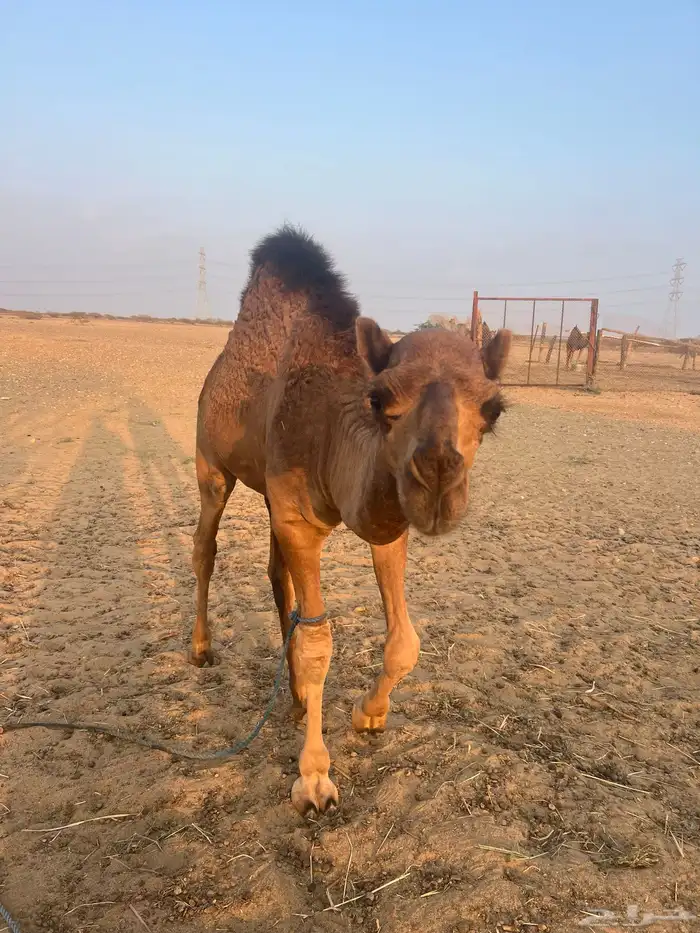 قعدان وبكره سواحل 6