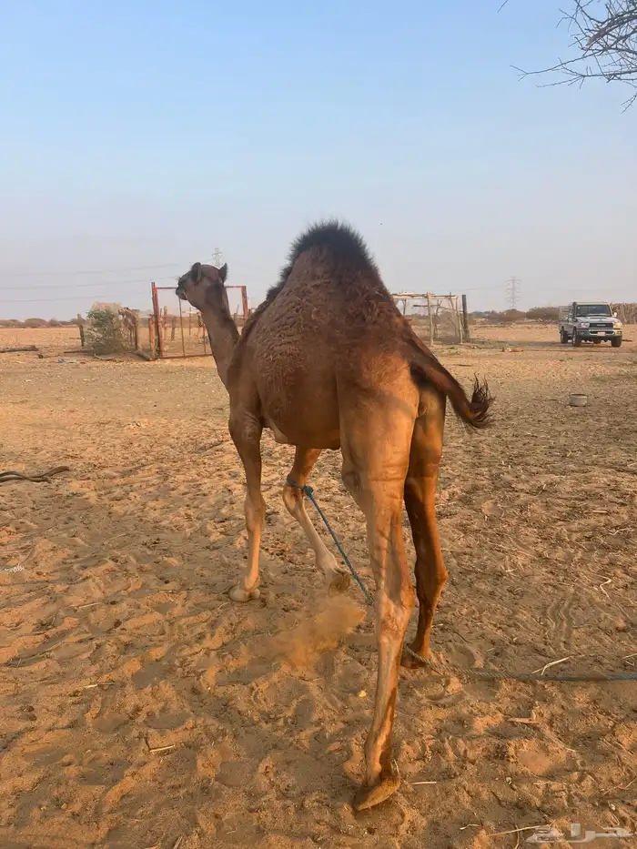 قعدان وبكره سواحل 5