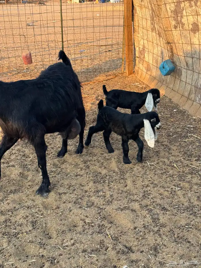 معزاء عوارض مواليد 12