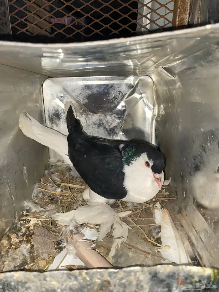 للبيع حمام رقاص ونفاخ وكشكش وشرازي وكرنقوا 8