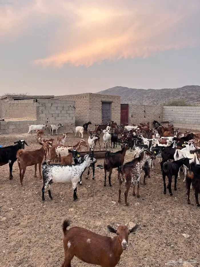 غنم مراح واحد 16